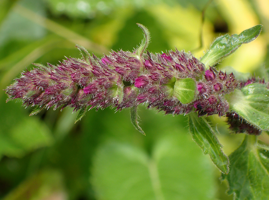 Изображение особи Betonica officinalis.