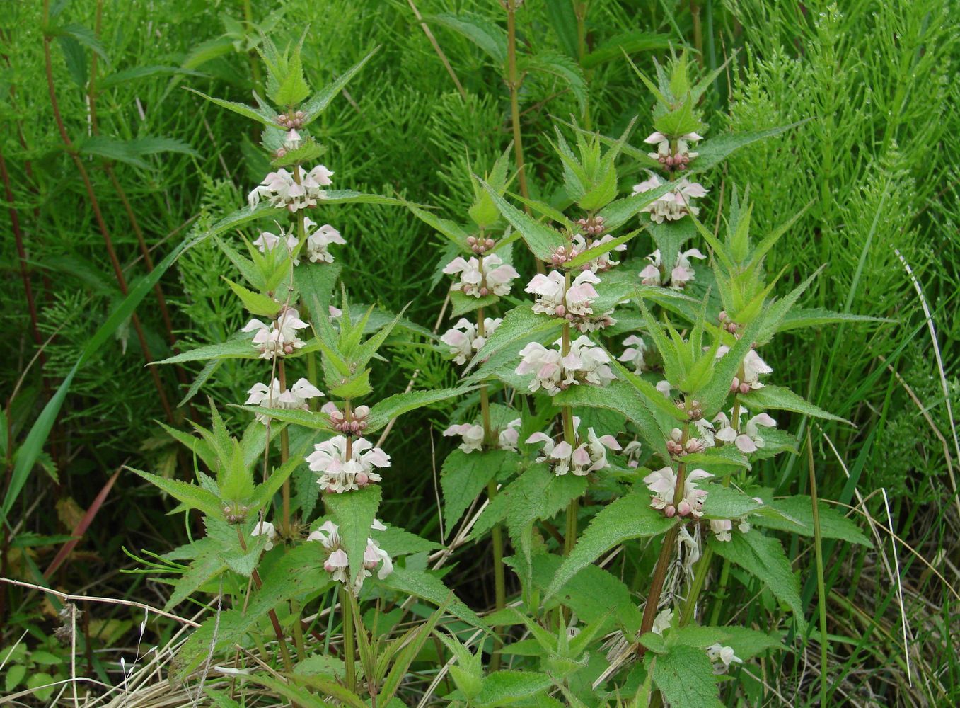 Image of Lamium album ssp. orientale specimen.