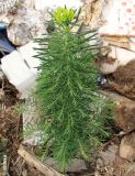 Euphorbia cyparissias