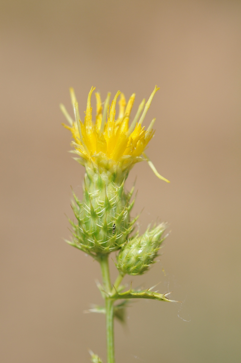 Image of Cousinia alberti specimen.