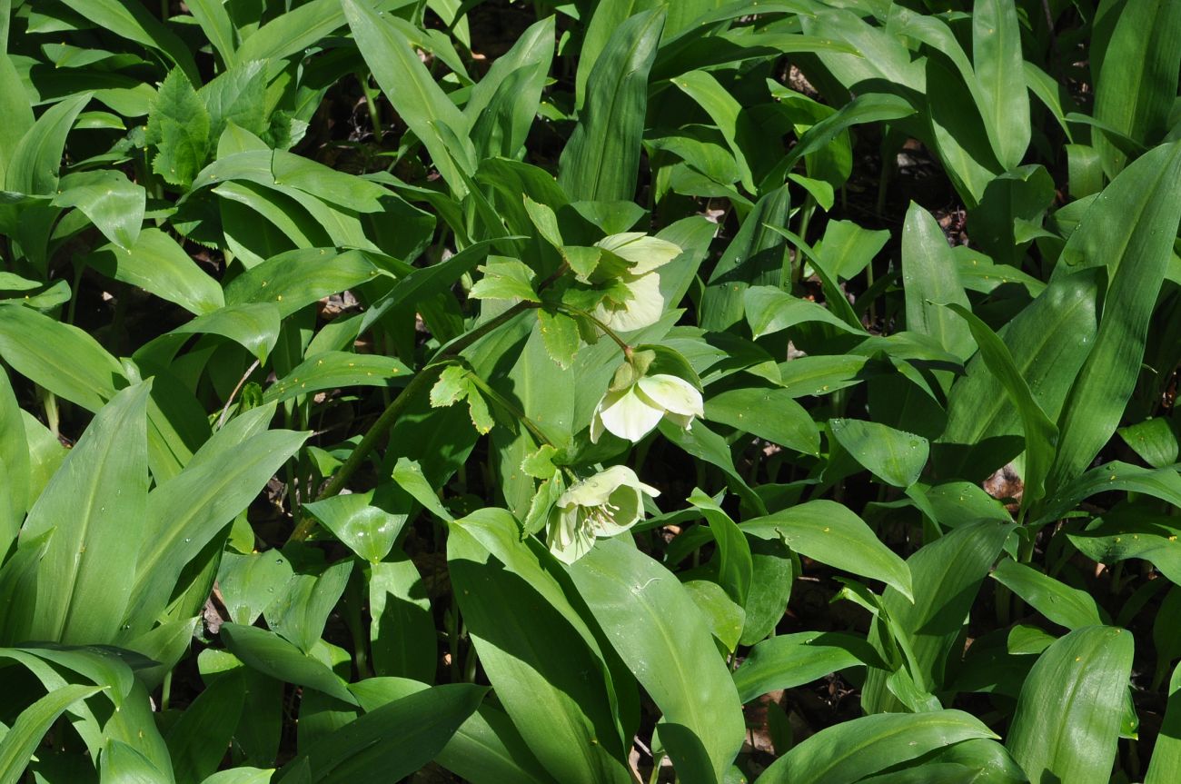 Image of Helleborus caucasicus specimen.