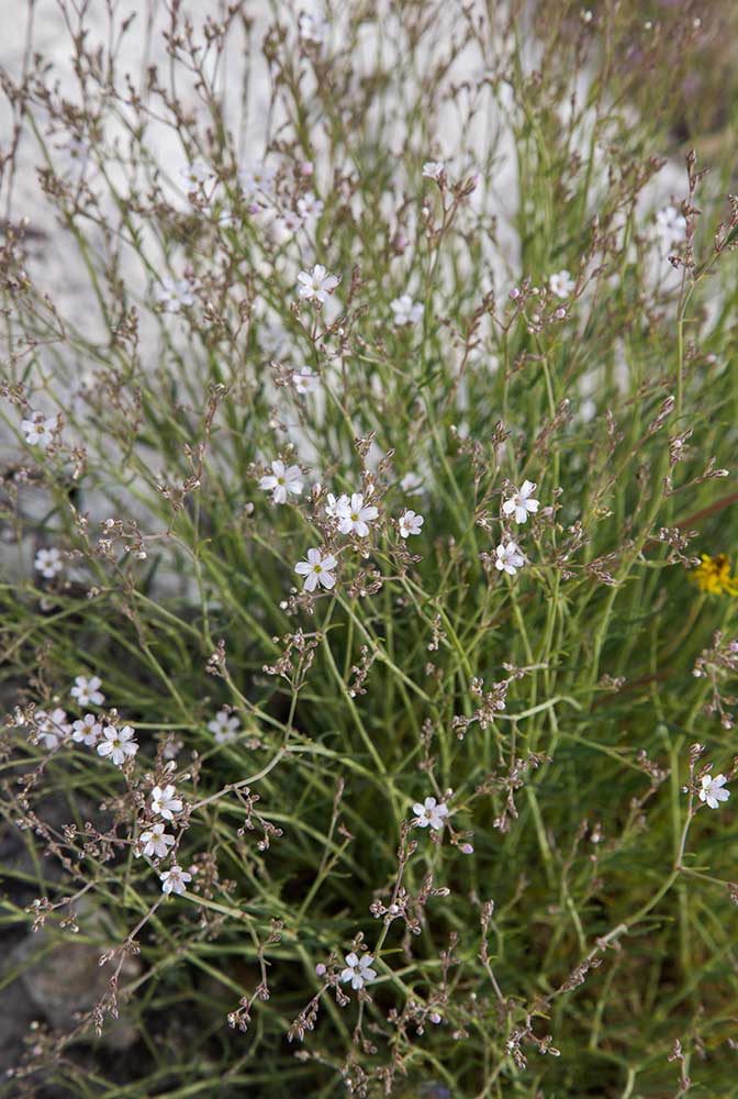 Изображение особи Gypsophila patrinii.