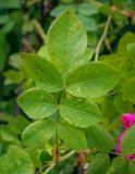 genus Rosa