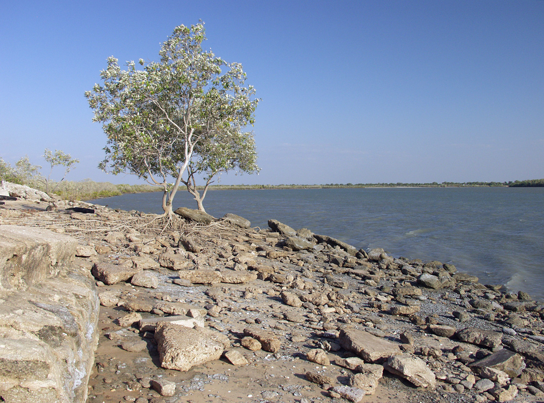 Image of Avicennia marina specimen.