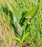 Ophrys flavomarginata