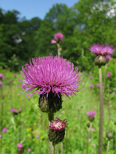 Image of Cirsium heterophyllum specimen.