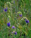 Salvia nutans. Часть соцветия. Воронежская обл., Лискинский р-н, музей-заповедник \"Дивногорье\", разнотравная степь. 01.06.2019.