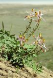 Corydalis ainae