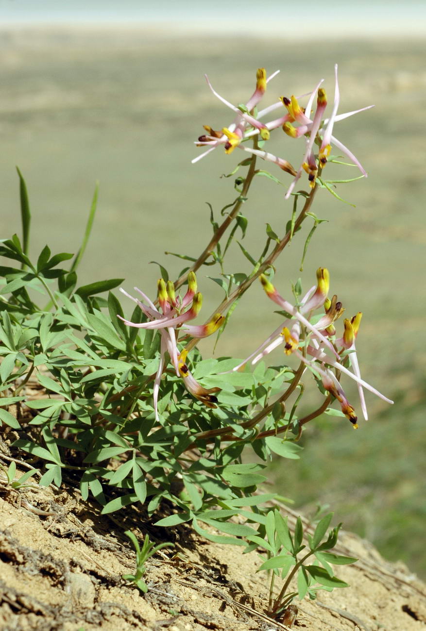 Image of Corydalis ainae specimen.