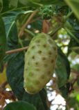 Morinda citrifolia. Соплодие. Австралия, Северная Территория, г. Дарвин, территория Coaslal Marine Park, бегег бухты Дарвин (Darwin Harbour). Конец сухого сезона (сезон gurreng). 18.10.2009.