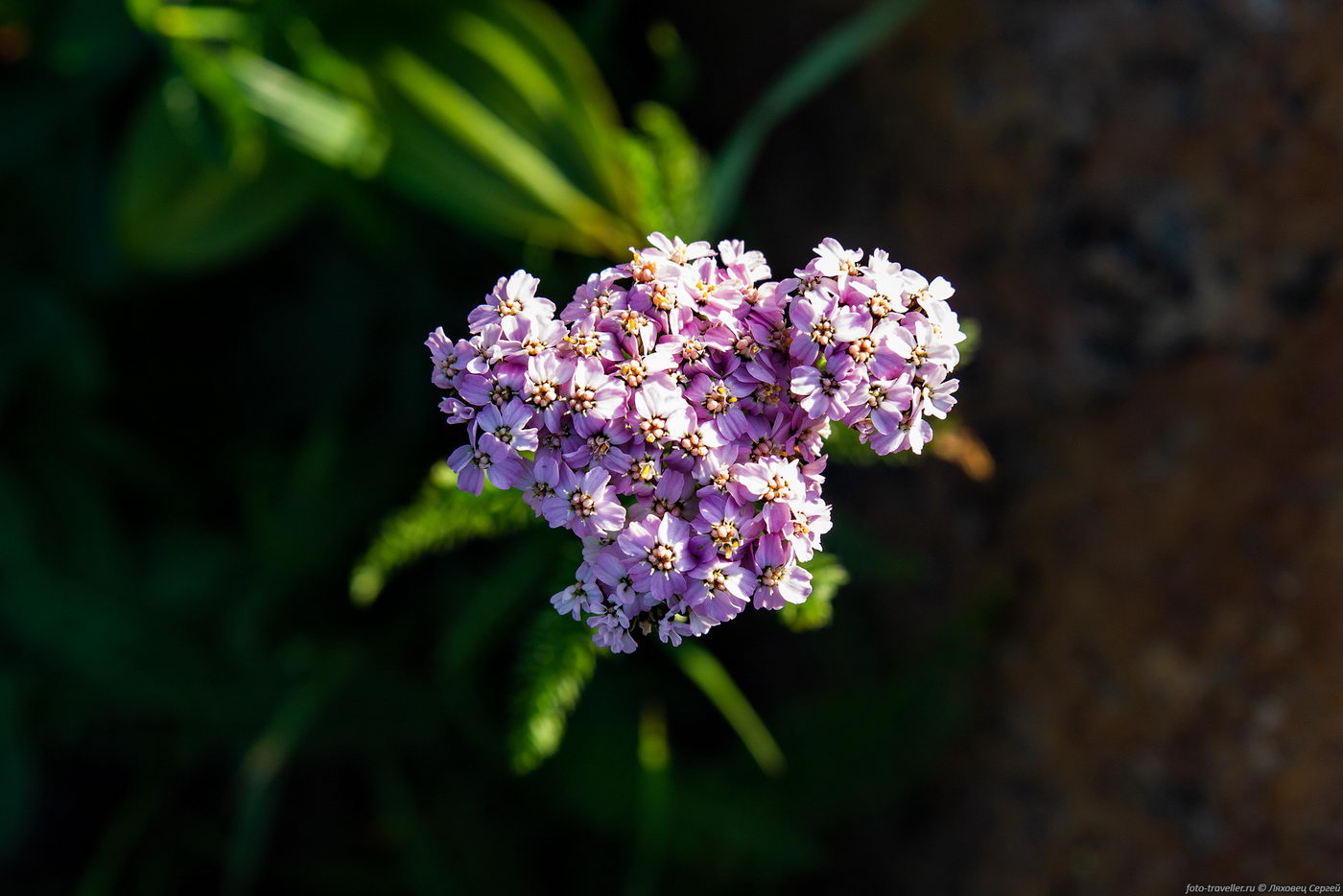 Image of Achillea nigrescens specimen.