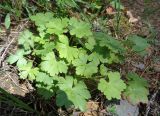 Geranium &times; cantabrigiense