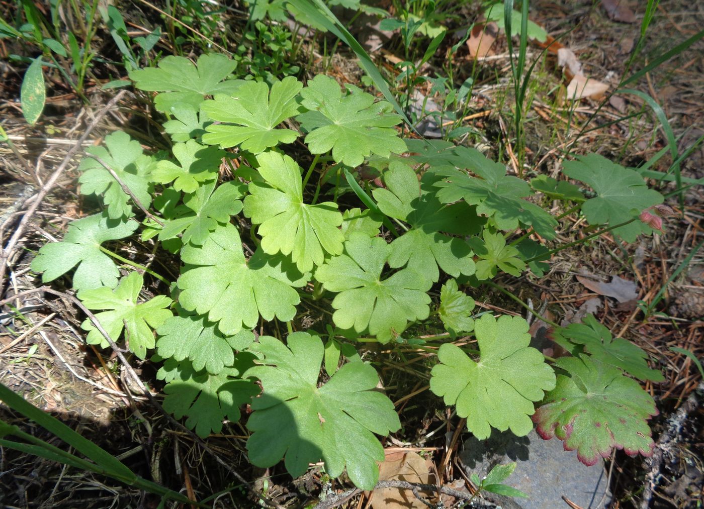 Image of Geranium × cantabrigiense specimen.