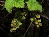 Ribes hispidulum