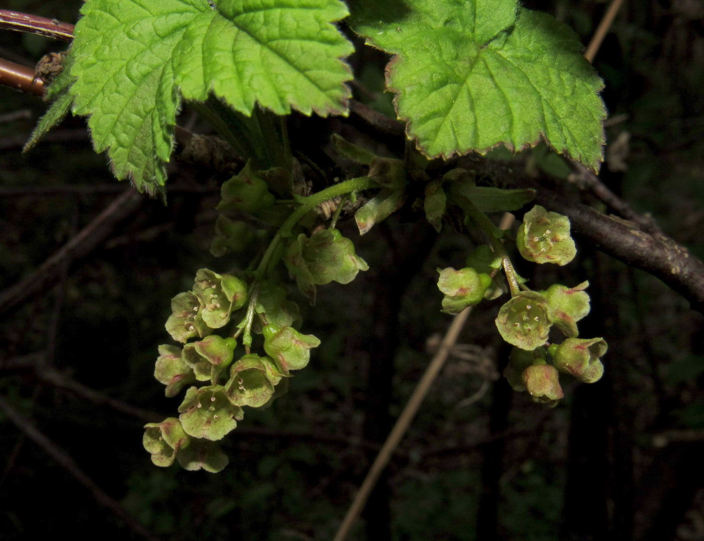 Изображение особи Ribes hispidulum.