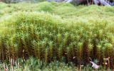 Polytrichum commune. Гаметофиты (на переднем плане - Polytrichum juniperinum). Карелия, Муезерский р-н, гора Воттоваара, каменистая зарастающая гарь. 25.09.2019.