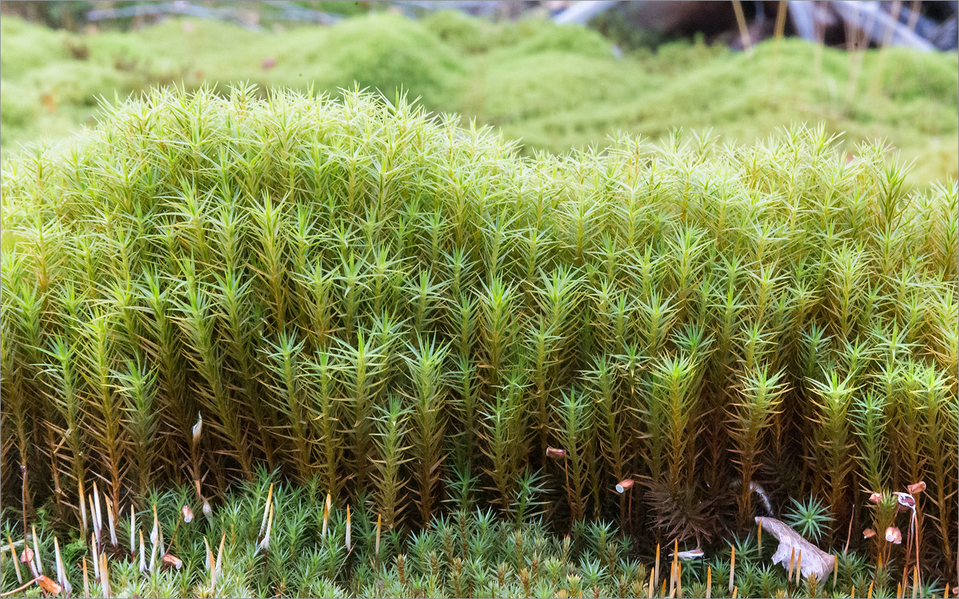 Изображение особи Polytrichum commune.