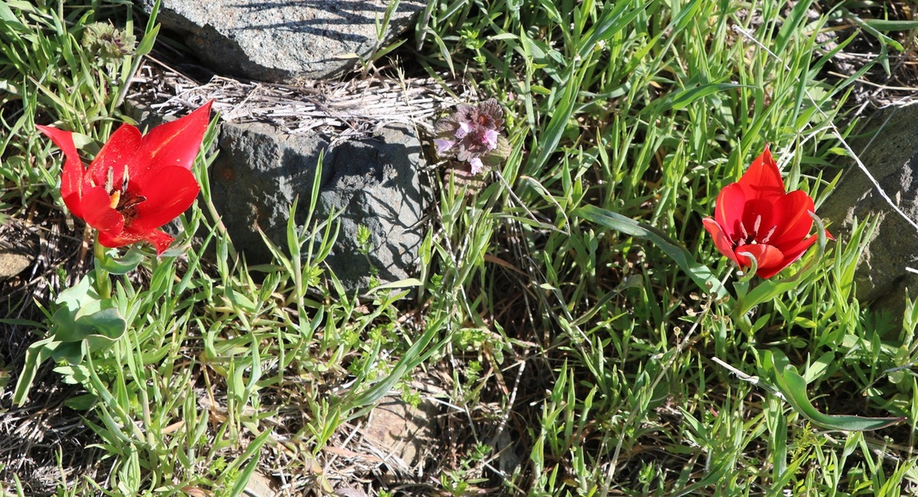 Image of Tulipa florenskyi specimen.