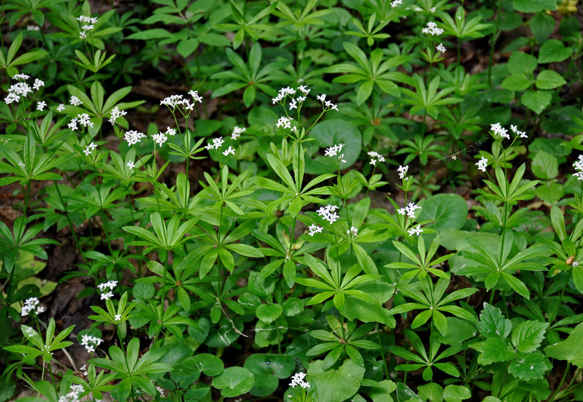 Image of Galium odoratum specimen.