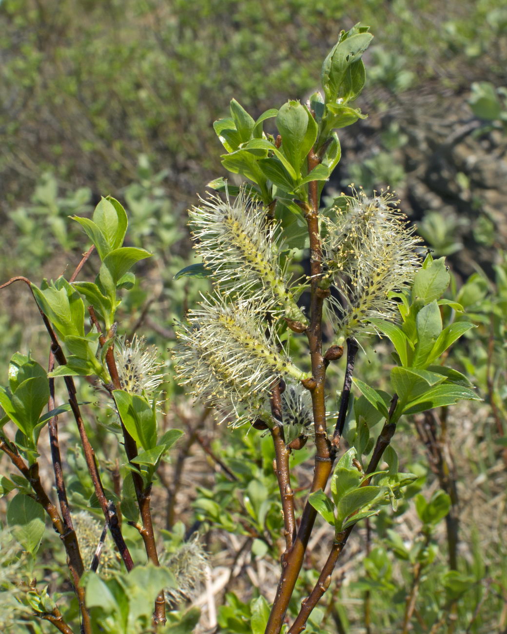Изображение особи Salix uralicola.