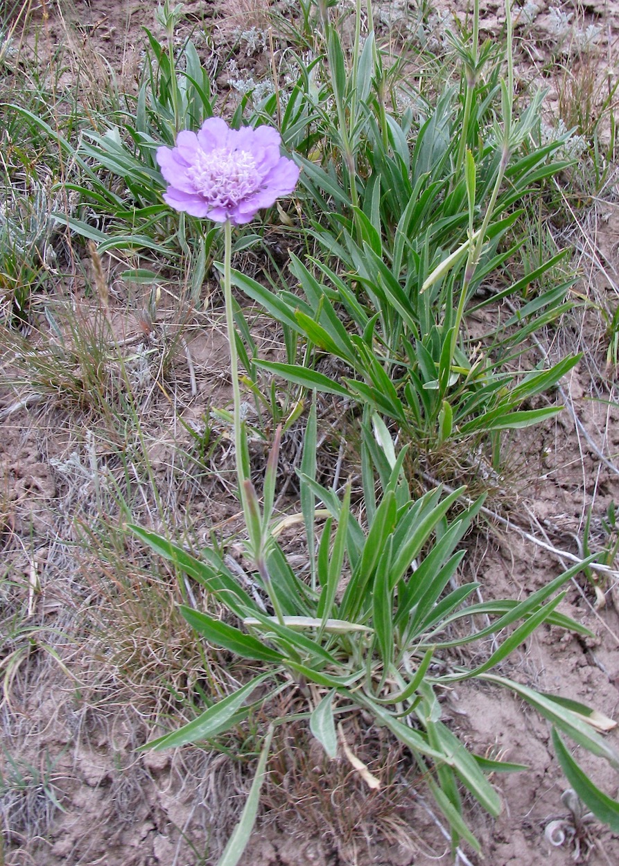 Изображение особи Lomelosia alpestris.