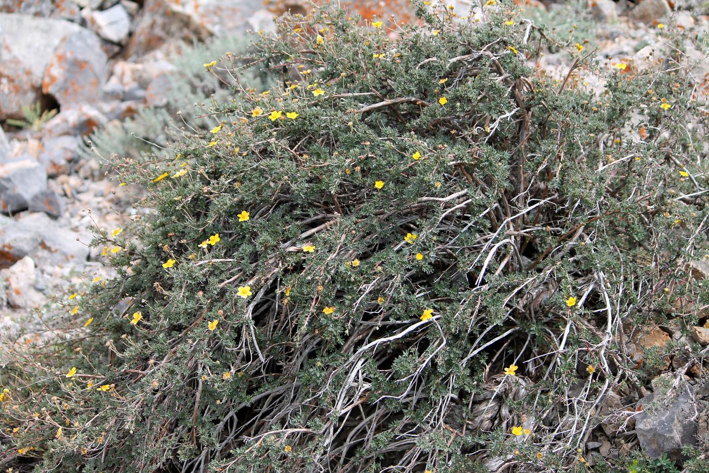 Image of Dasiphora parvifolia specimen.