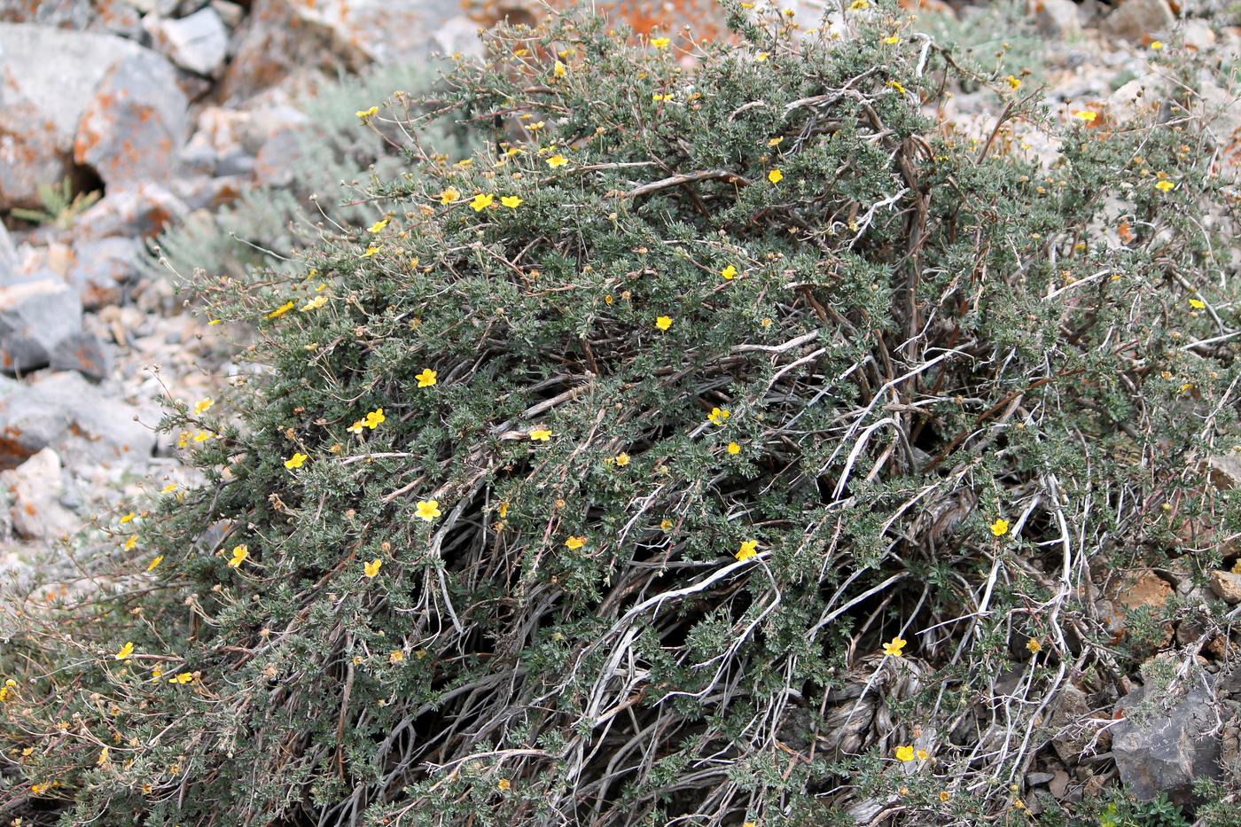 Изображение особи Dasiphora parvifolia.