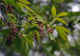 Acer negundo
