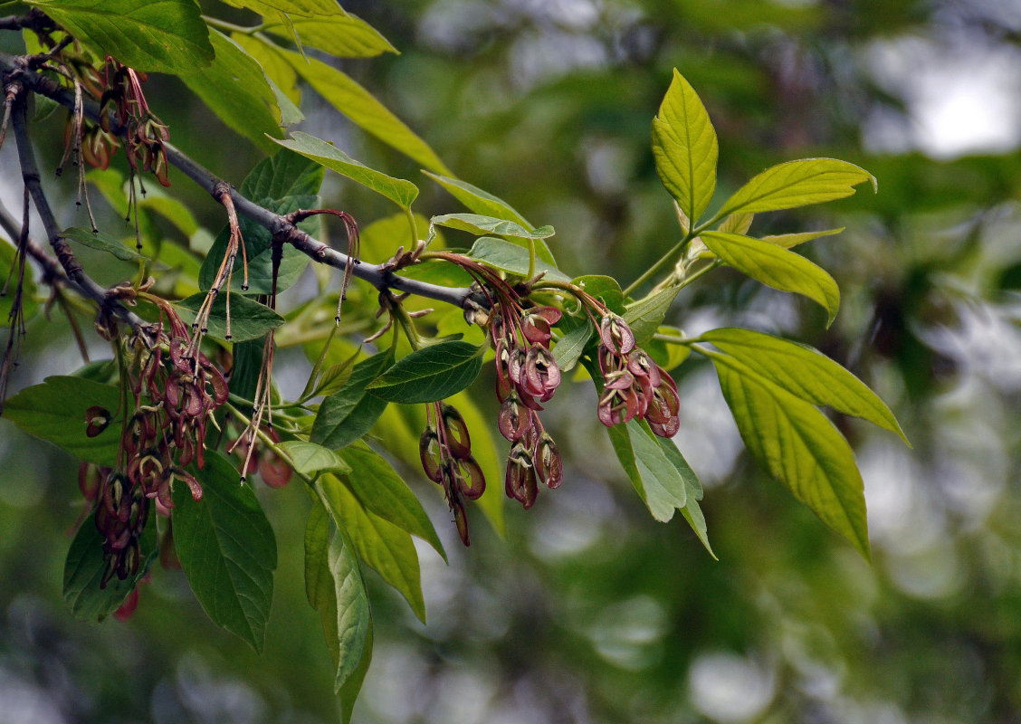 Image of Acer negundo specimen.