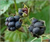 Rubus caesius. Зрелые плоды. Чувашия, окр. г. Шумерля, пойма р. Сура, оз. Щучья Лужа. 1 сентября 2010 г.