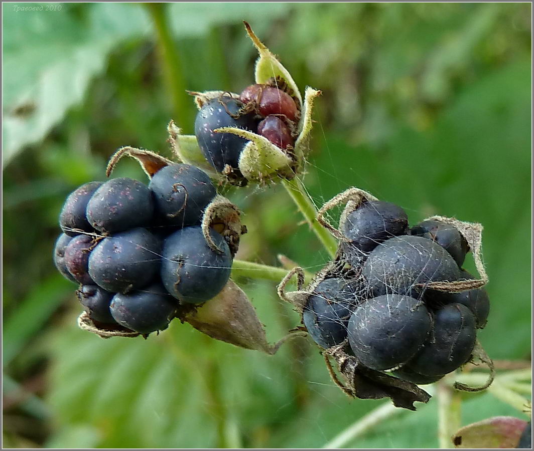 Изображение особи Rubus caesius.