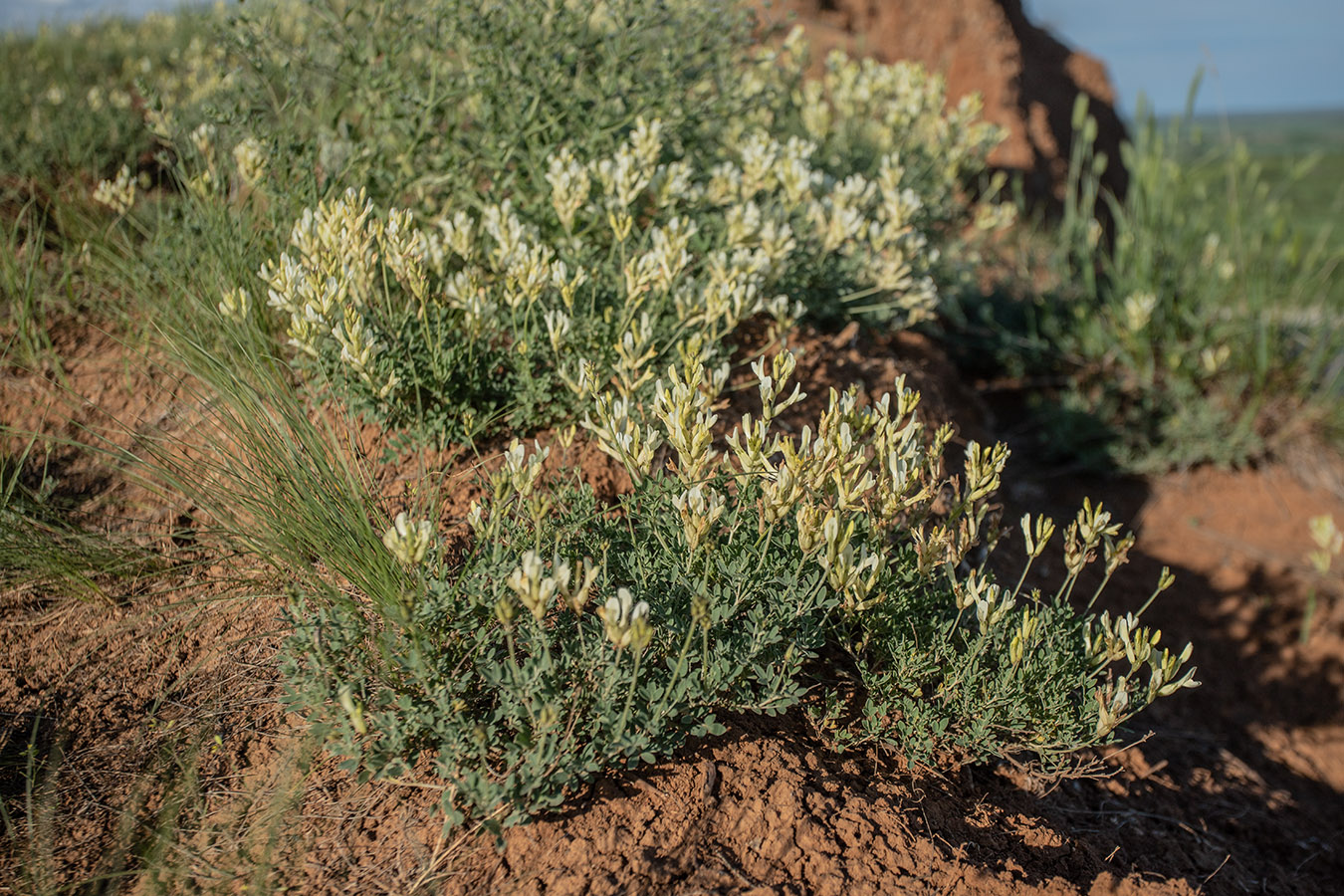 Image of Astragalus albicaulis specimen.