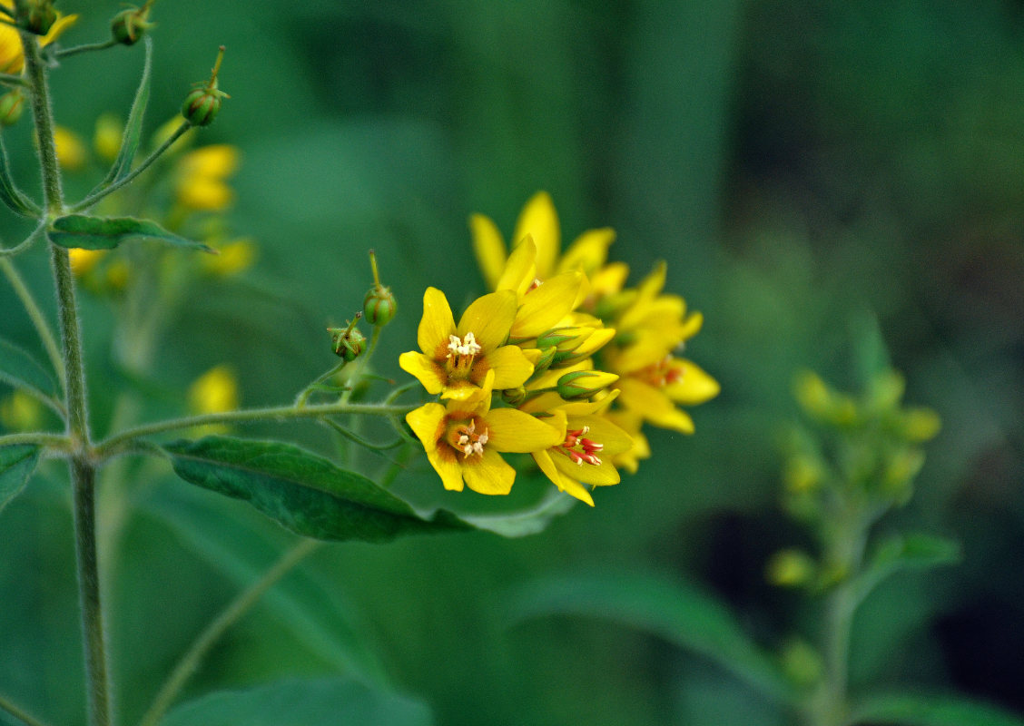 Изображение особи Lysimachia vulgaris.