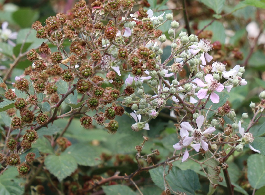 Изображение особи Rubus ibericus.