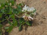 Trifolium repens. Соцветие. Татарстан, Зеленодольский р-н, Свияжск, берег р. Свияга, песчаная насыпь. 29.08.2020.