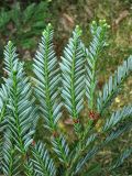 Sequoia sempervirens