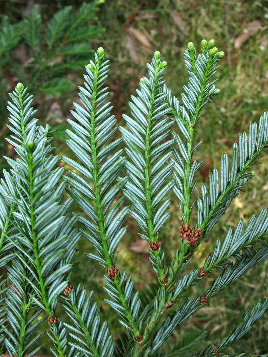 Image of Sequoia sempervirens specimen.