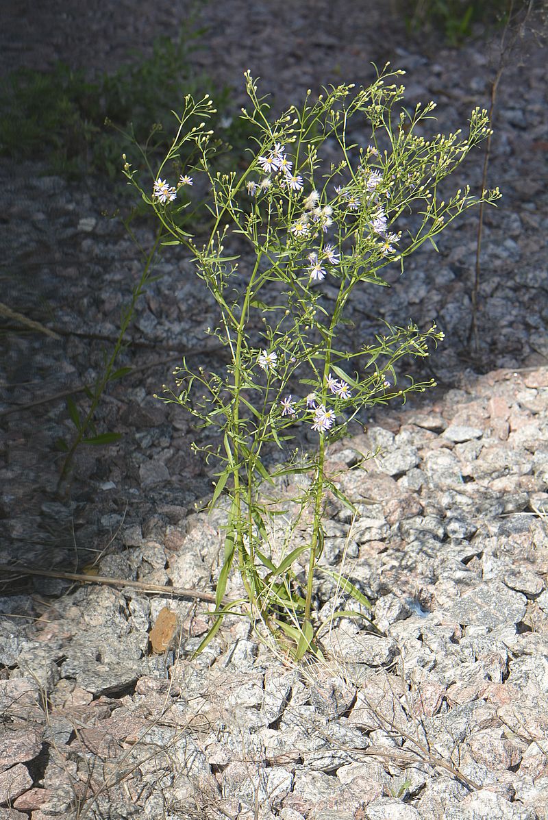 Image of Tripolium pannonicum ssp. tripolium specimen.