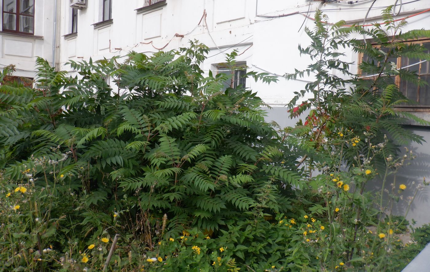 Image of Rhus typhina specimen.