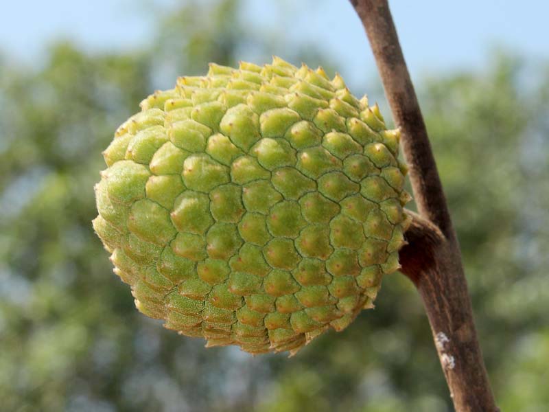 Image of genus Annona specimen.