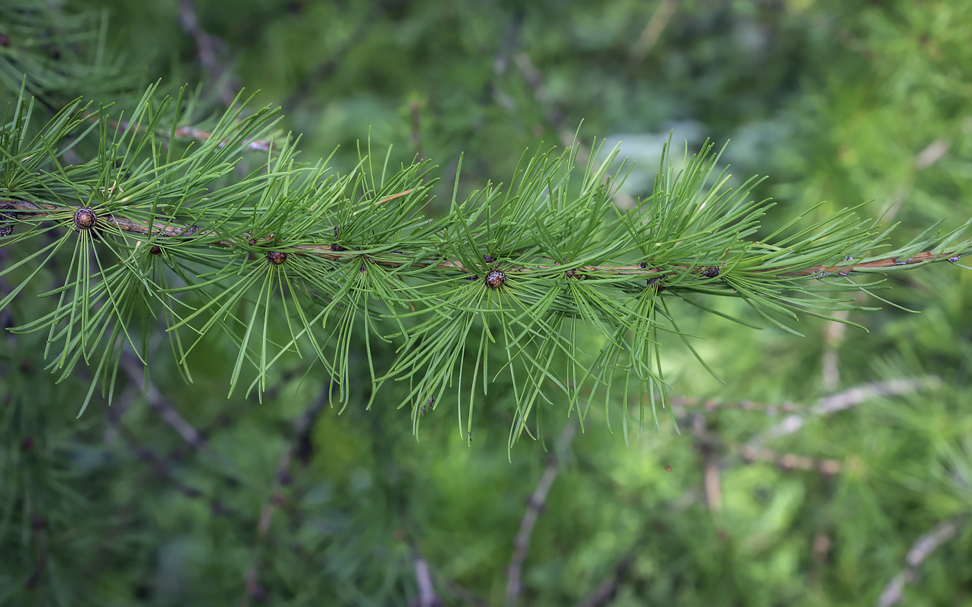 Изображение особи Larix &times; czekanowskii.