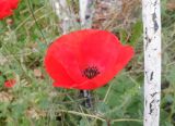 Papaver rhoeas. Цветок. Тверская обл., г. Тверь, городской сад, на клумбе. 13 октября 2020 г.