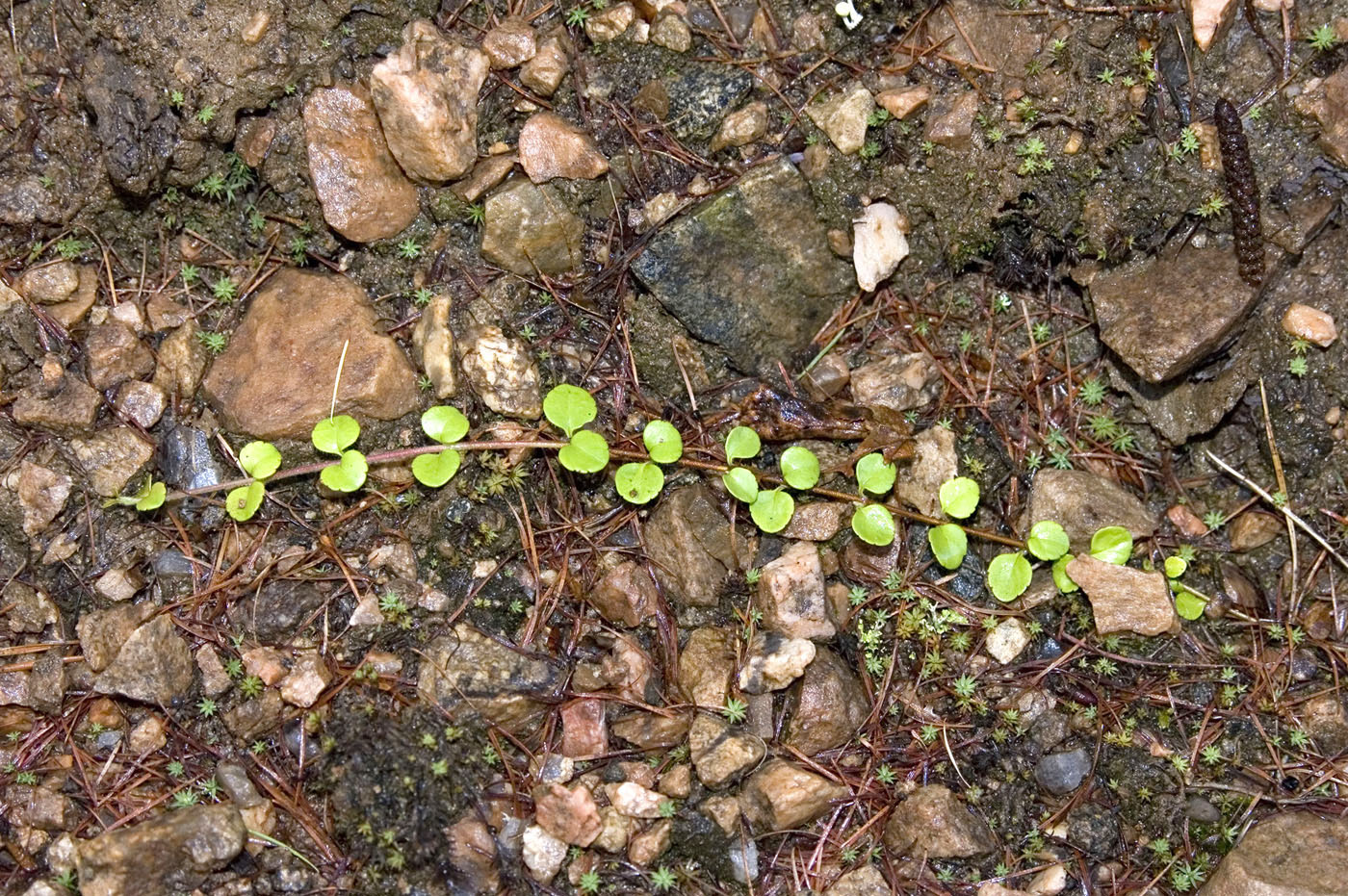 Image of Linnaea borealis specimen.