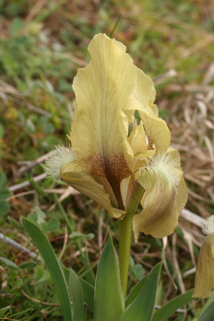 Изображение особи Iris suaveolens.