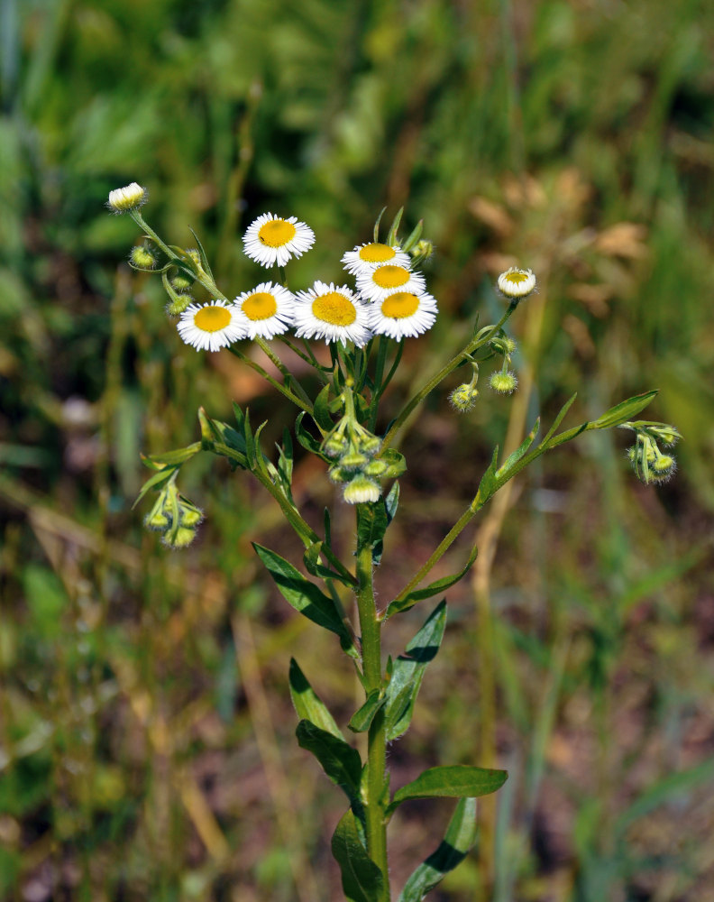 Изображение особи Erigeron annuus.