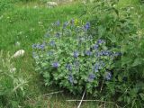 Nepeta supina