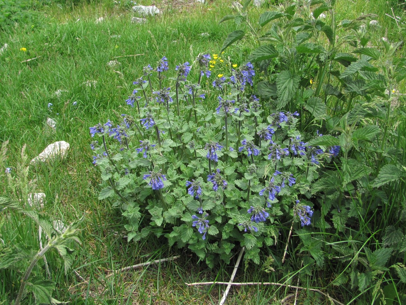 Изображение особи Nepeta supina.