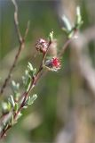 Salix rosmarinifolia