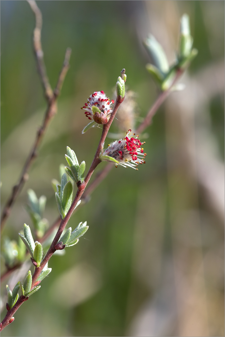 Image of Salix rosmarinifolia specimen.