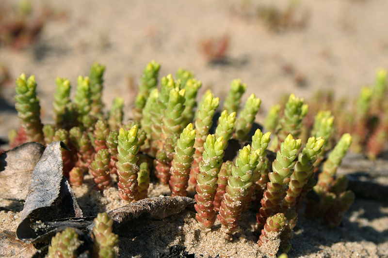 Изображение особи Sedum acre.